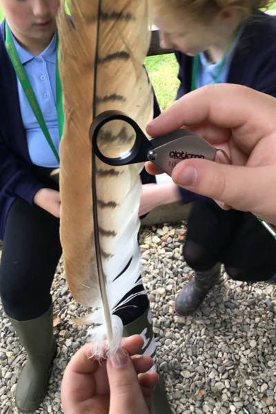 Feather New
